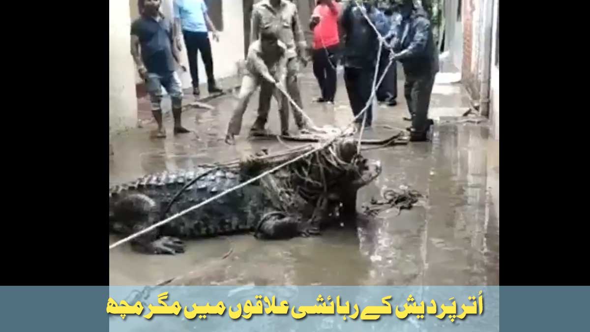 uttar pardesh crocodile in residential area