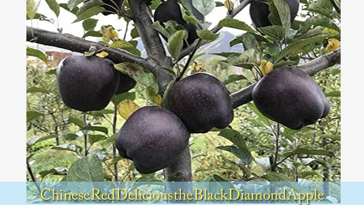 the Black Diamond Apple